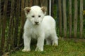 Lion cub white Royalty Free Stock Photo