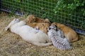 Lion cub, white tiger cub sleep in the zoo Royalty Free Stock Photo