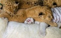 Lion cub, white tiger cub sleep in the zoo close-up. Royalty Free Stock Photo