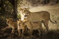 Lion cubs in the wilderness