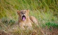 Lion cub yawn in the grass in Kenya, Africa Royalty Free Stock Photo