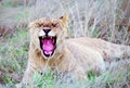 Lion cub yawning Royalty Free Stock Photo