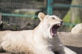 Lion cub yawning Royalty Free Stock Photo