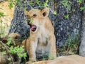 Lion cub yawning Royalty Free Stock Photo