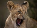 Lion cub yawning against a clean background Royalty Free Stock Photo