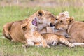 Lion Cub yawning with her mother Royalty Free Stock Photo