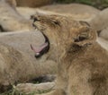 Lion cub yawning with its teeth showing Royalty Free Stock Photo