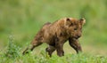 Lion cub is yawning. National Park. Kenya. Tanzania. Masai Mara. Serengeti. Royalty Free Stock Photo