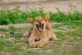 Lion cub yawning Royalty Free Stock Photo