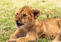 Lion cub Royalty Free Stock Photo