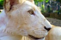 Lion cub in the zoo Royalty Free Stock Photo