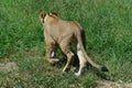 Lion cube stalking for prey Royalty Free Stock Photo