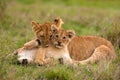 Lion cubs Royalty Free Stock Photo