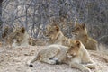 Lion cubs Royalty Free Stock Photo