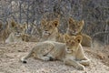 Lion cubs Royalty Free Stock Photo