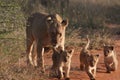 Lion cubs