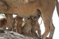 Lion cubs breastfeeding Royalty Free Stock Photo