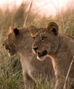 Lion cubs in chobe Royalty Free Stock Photo