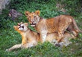 Lion cubs cute.