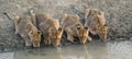 Lion cubs drinking water