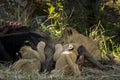 Lion cubs eating wildebeest Kenya Royalty Free Stock Photo