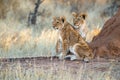 Lion cubs, Etosha national park, Namibia Royalty Free Stock Photo