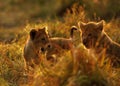 Lion cubs in the evening light Royalty Free Stock Photo