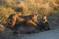 Lion cubs feeding on wildebeest carcass, Kenya