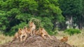Lion cubs Royalty Free Stock Photo