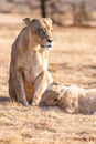 Lion with cubs, lioness with baby lion in the wilderness Royalty Free Stock Photo
