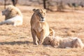 Lion with cubs, lioness with baby lion in the wilderness Royalty Free Stock Photo