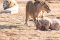 Lion with cubs, lioness with baby lion in the wilderness Royalty Free Stock Photo