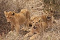 Lion cubs