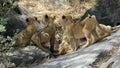 Lion cubs looking up Royalty Free Stock Photo