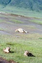 Lion cubs lying in grass national park Ngorongoro