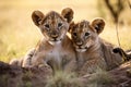 Lion cubs with mother.