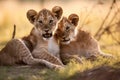 Lion cubs with mother.