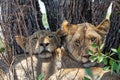 Lion Cubs Royalty Free Stock Photo