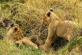 Lion cubs palying Royalty Free Stock Photo