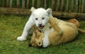 Lion cubs playing Royalty Free Stock Photo