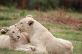 Lion Cubs playing Royalty Free Stock Photo