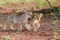 Lion cubs playing Royalty Free Stock Photo
