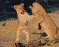 Lion cubs playing