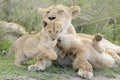 Lion cubs playing on the savanna, Royalty Free Stock Photo