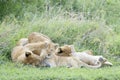 Lion cubs playing on the savanna, Royalty Free Stock Photo