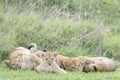 Lion cubs playing on the savanna, Royalty Free Stock Photo