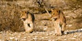 Lion cubs on the prowl Royalty Free Stock Photo