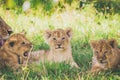 Lion cubs are relaxing in the bushes, lioness are washing her baby. Royalty Free Stock Photo