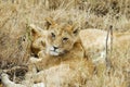 Lion cubs in the savannah, Serengeti National Park, Tanzania Royalty Free Stock Photo