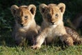 Lion cubs, Serengeti